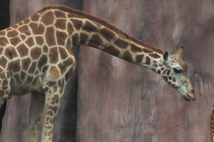 Baringo giraffe (Giraffa camelopardalis camelopardalis/rothschildi)