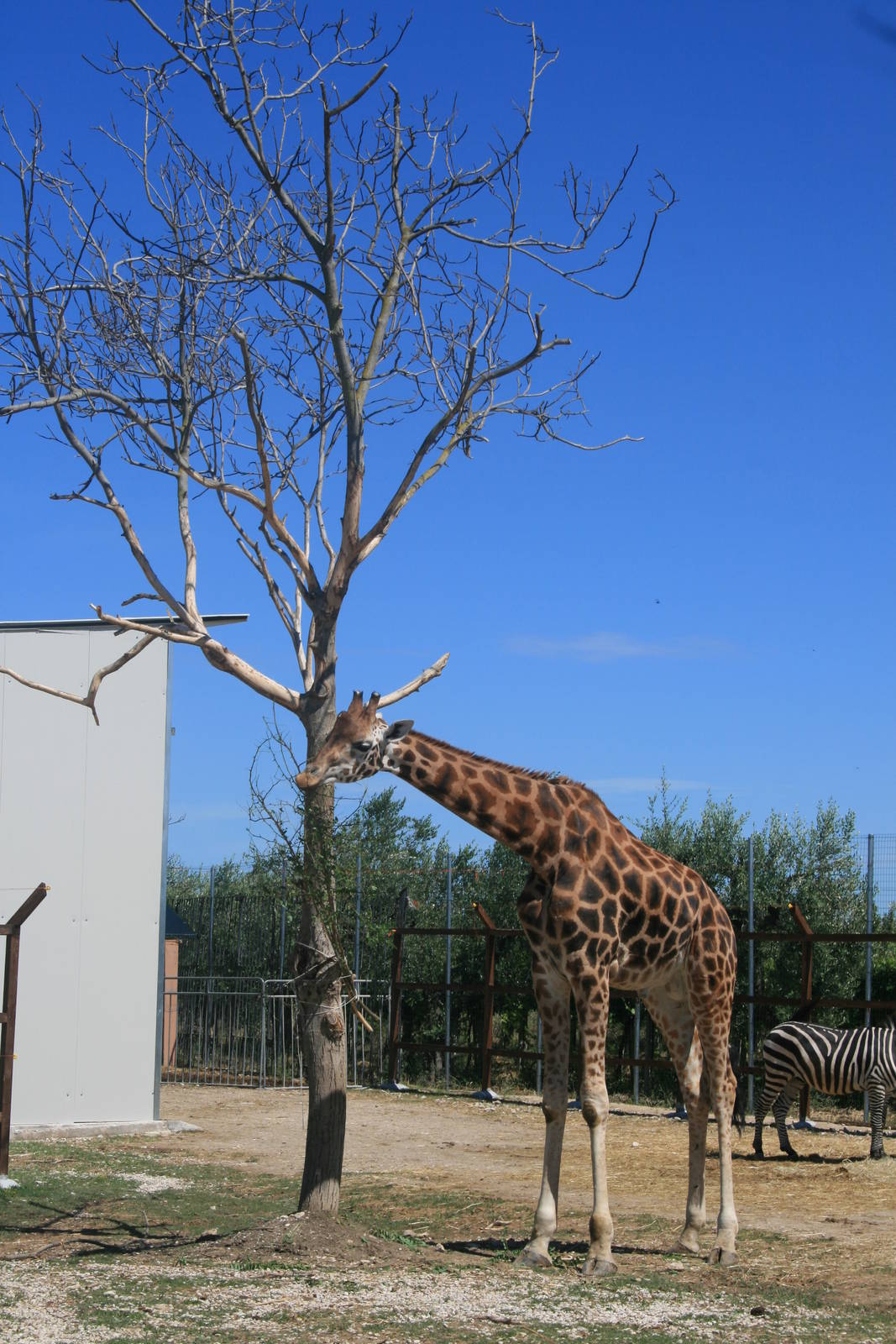Baringo giraffe male