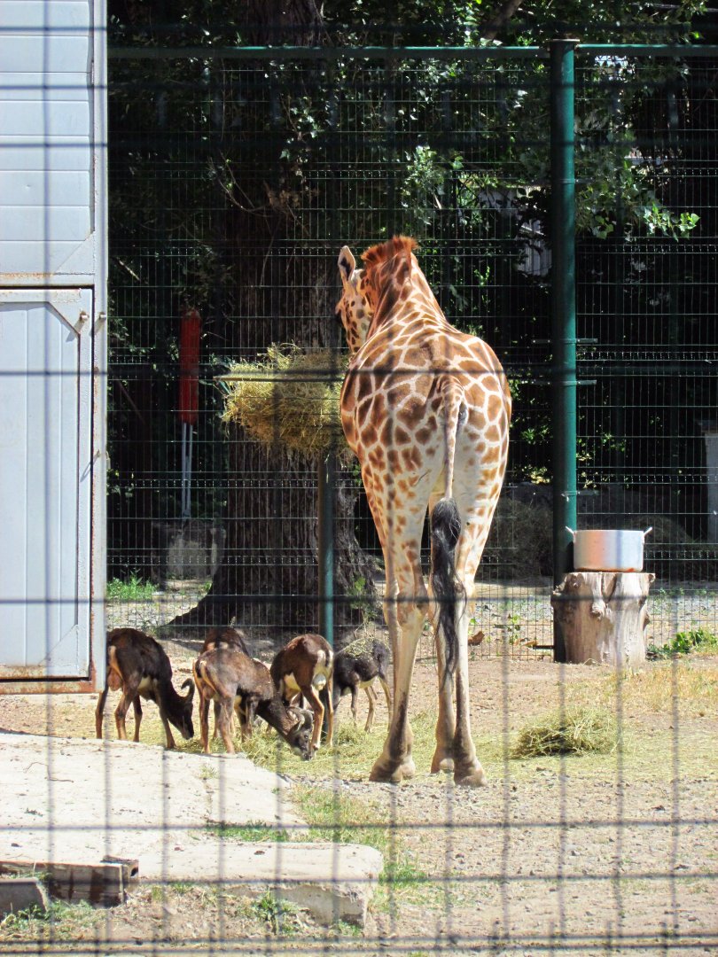Baringo giraffe & mouflons