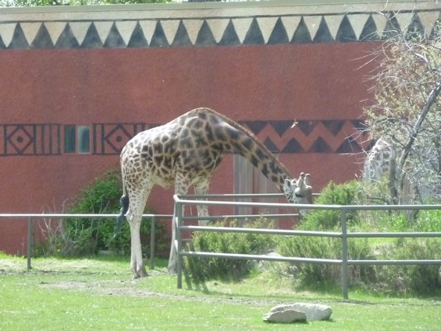 Baringo Giraffe