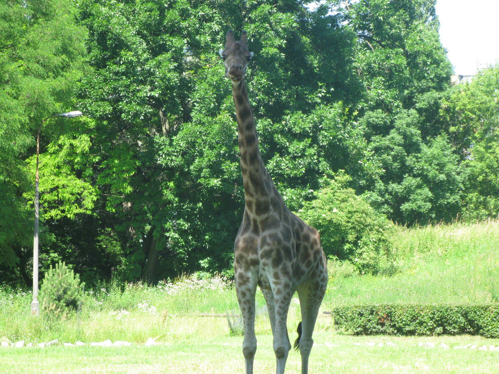 Baringo giraffe