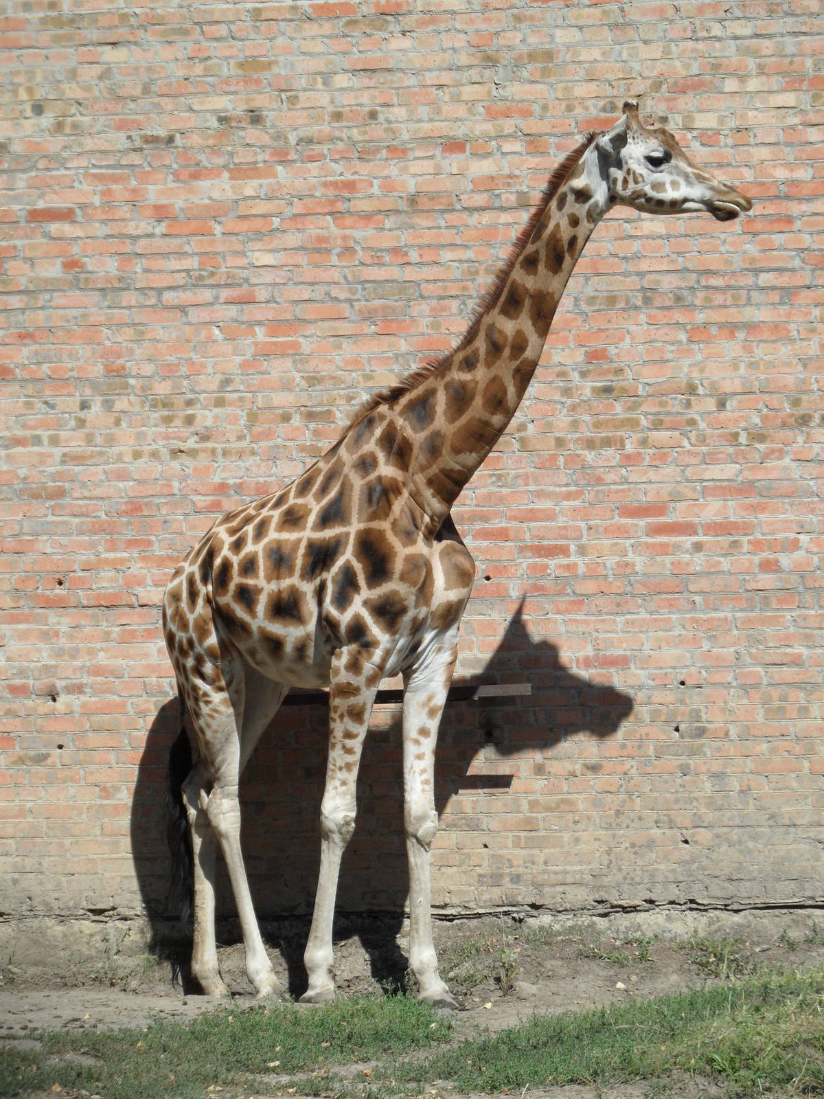 Baringo giraffe