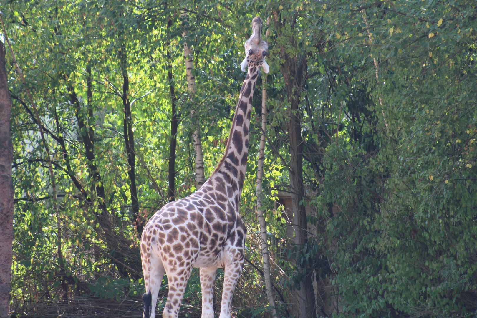 Baringo Giraffe