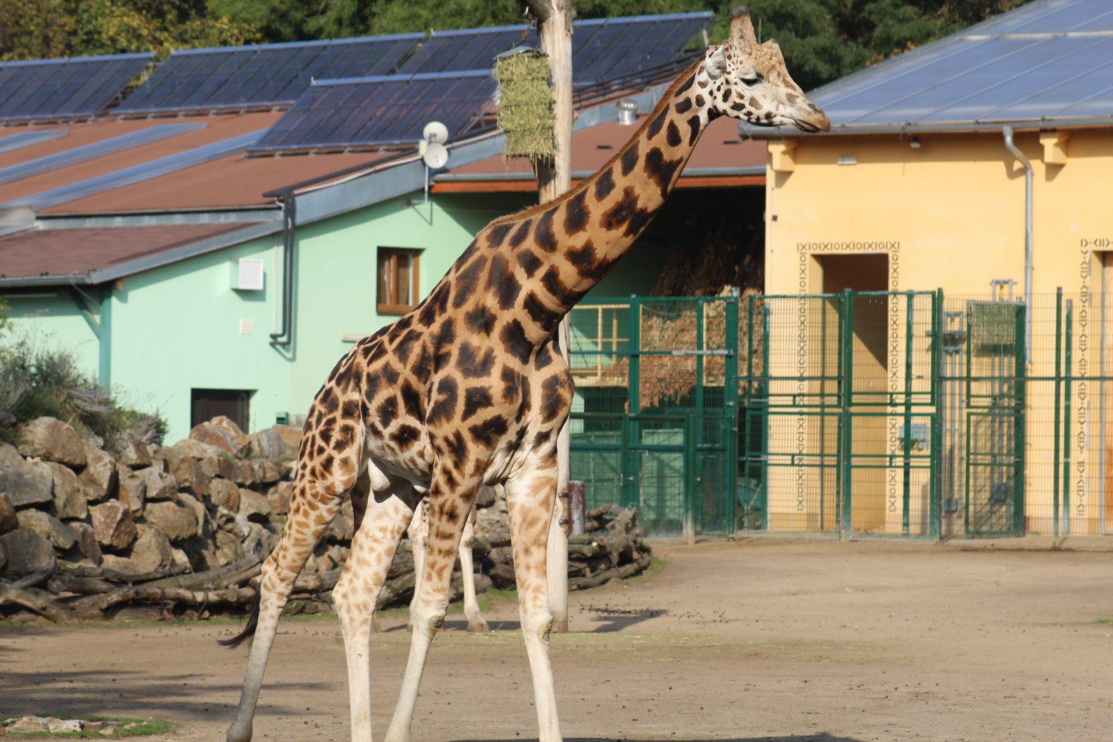 Baringo Giraffe