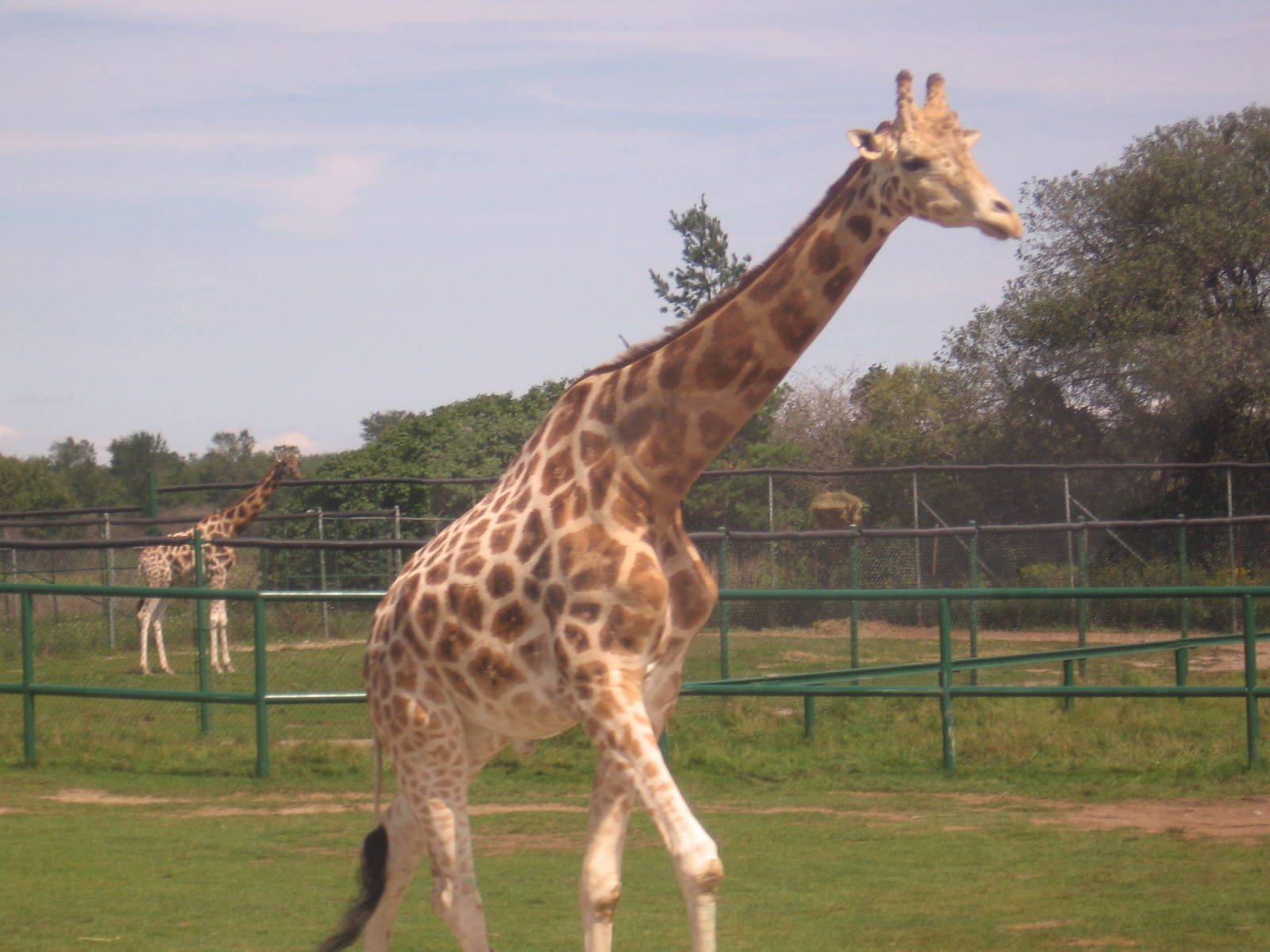 Baringo Giraffe