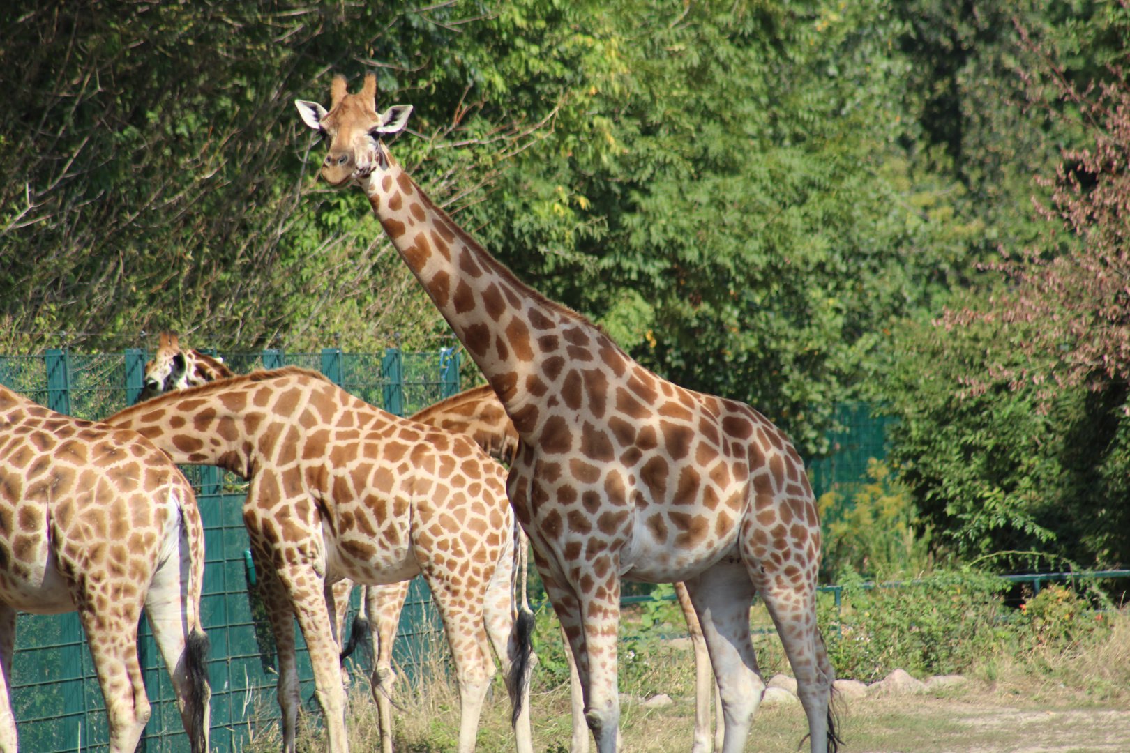 Baringo Giraffes