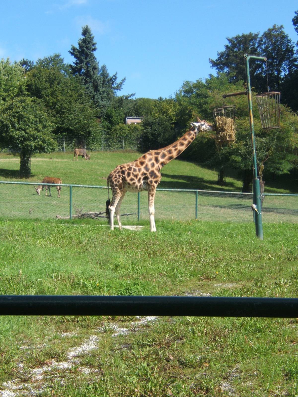 Baringo in the old enclosure