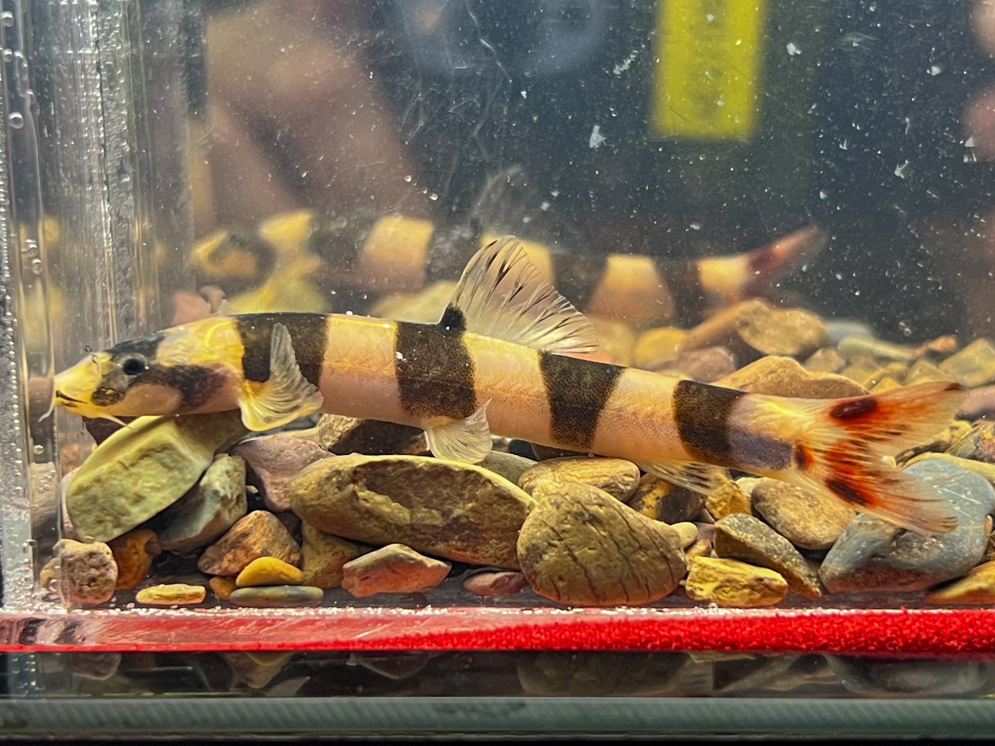 Barito Tiger Loach (Kapuasia falaris)