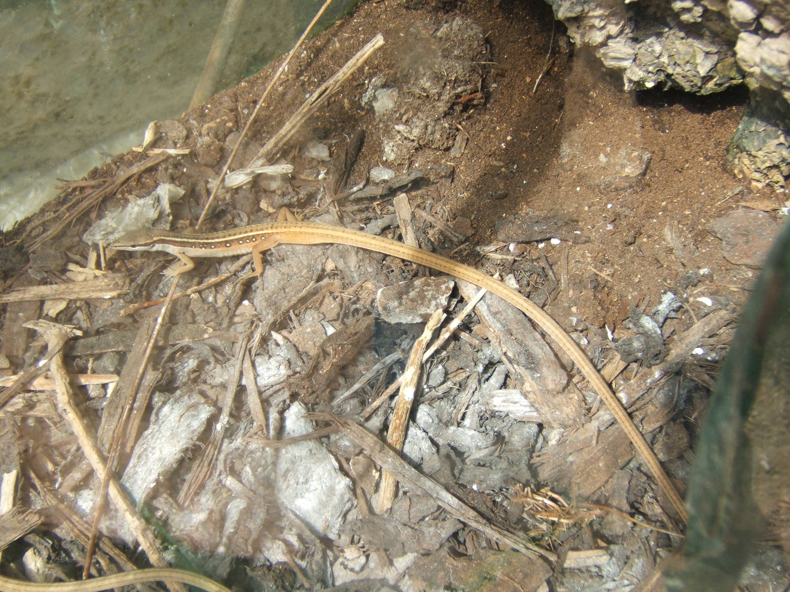 Bark Anole (Anolis sagrei)