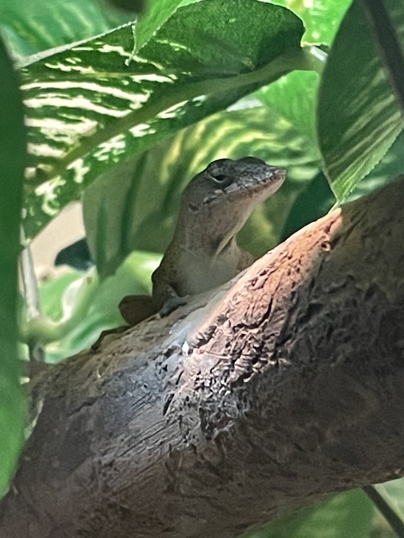 Bark Anole