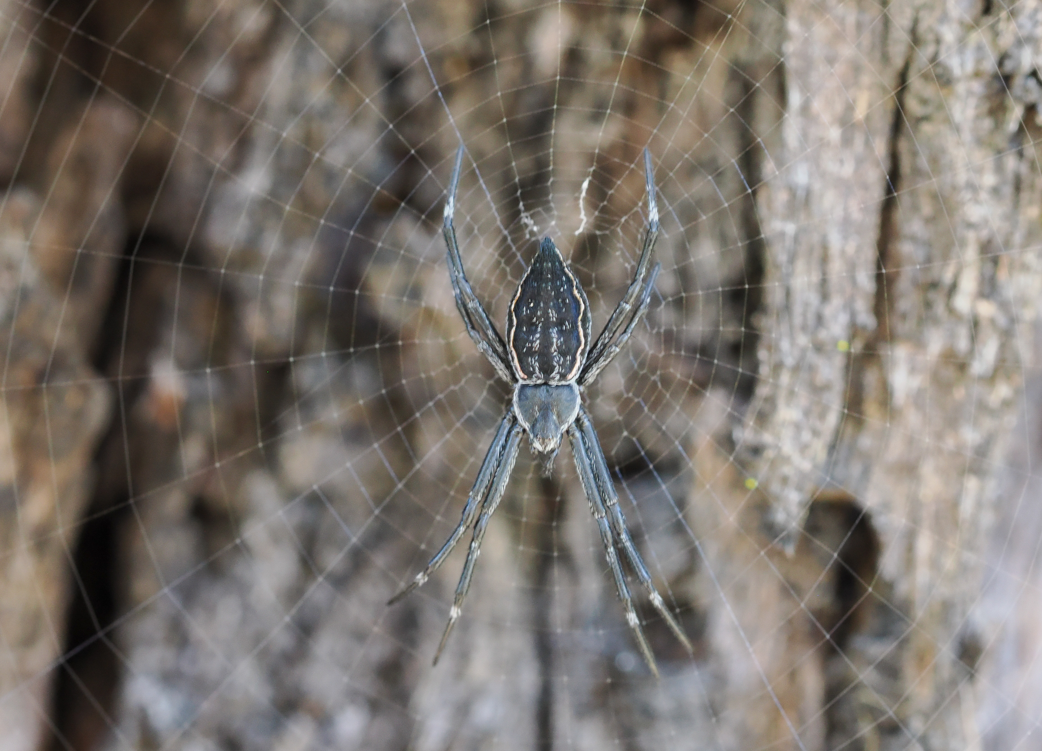 Bark-hugging Saint Andrew's Cross Spider, Argiope ocyaloides
