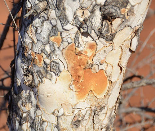 Bark of Leopardwood tree  2