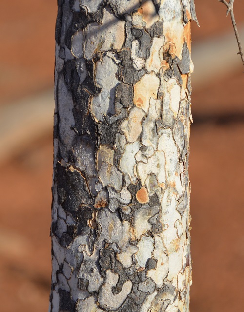 Bark of Leopardwood tree