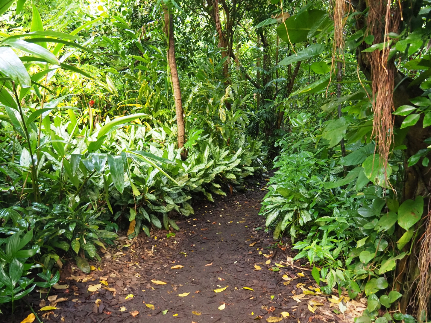 Bark pathway (Sep 16th, 2018)