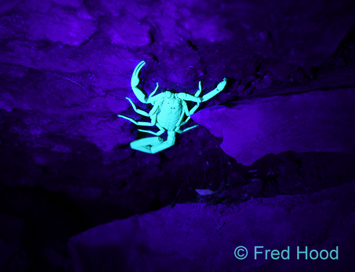 bark scorpion (wild)