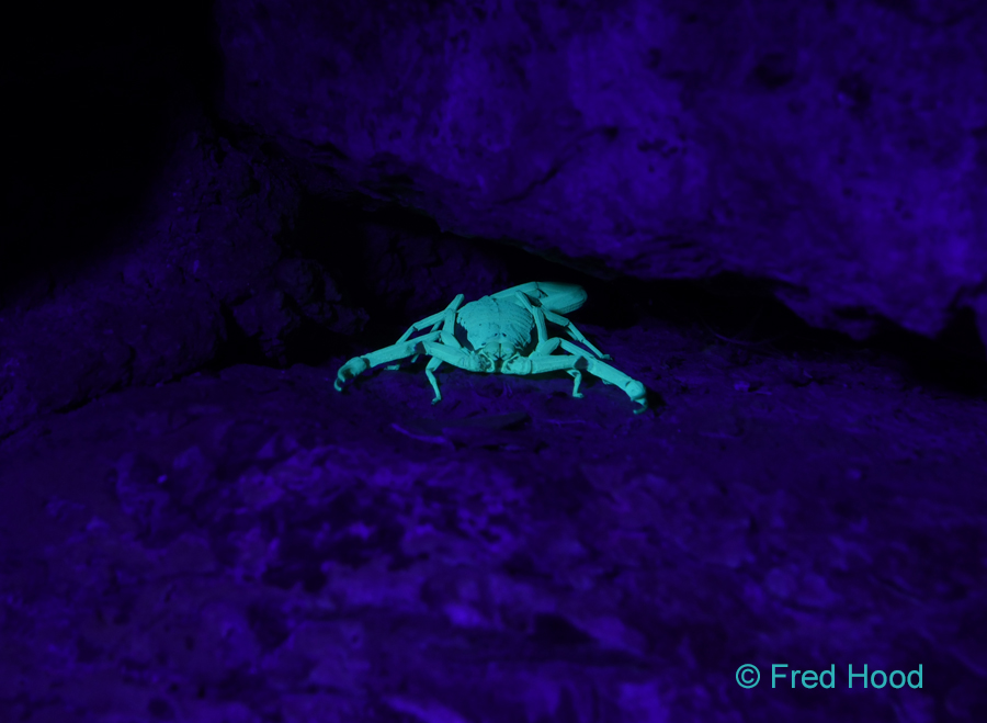 bark scorpion (wild)