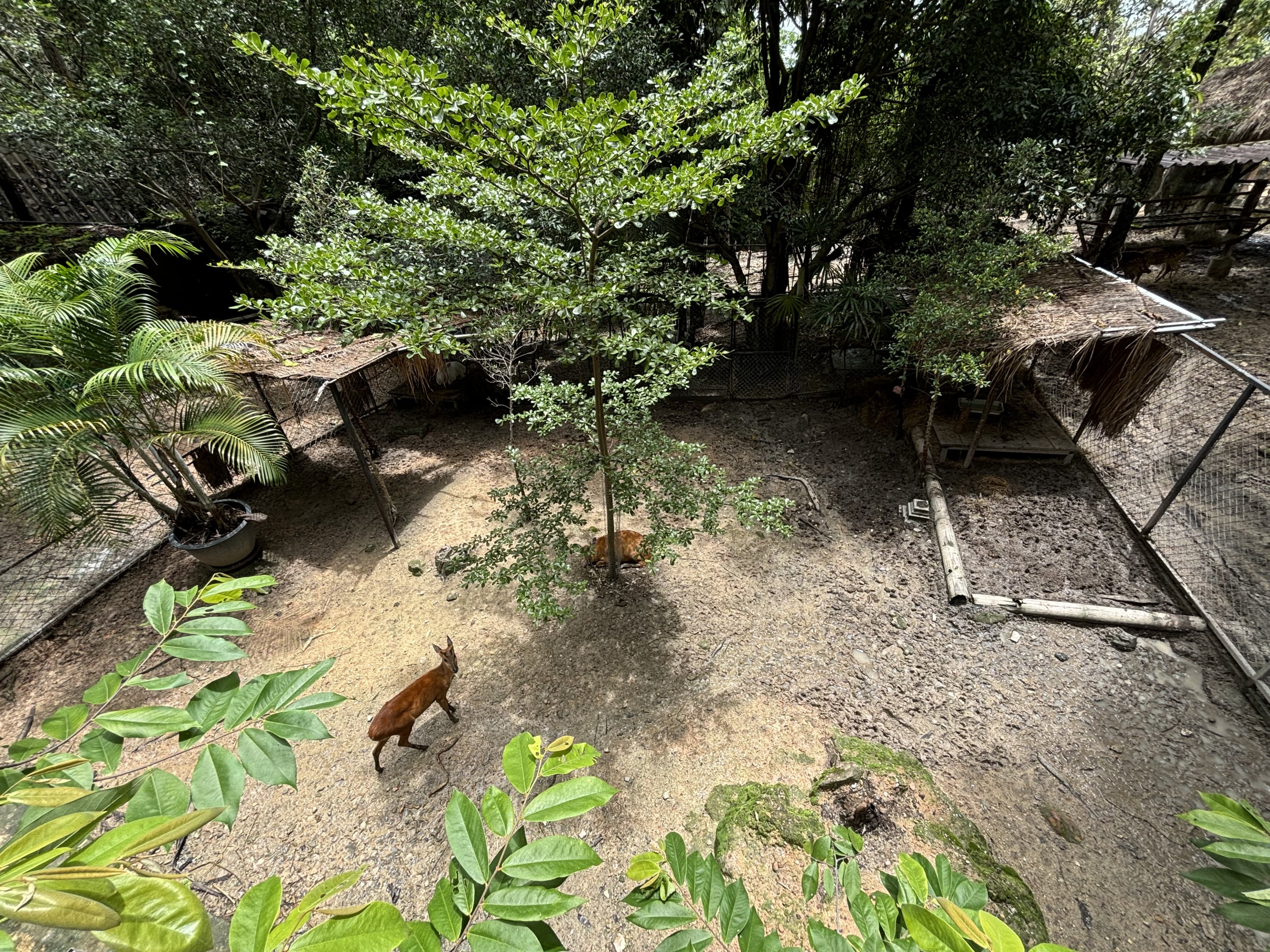 Barking Deer Exhibit