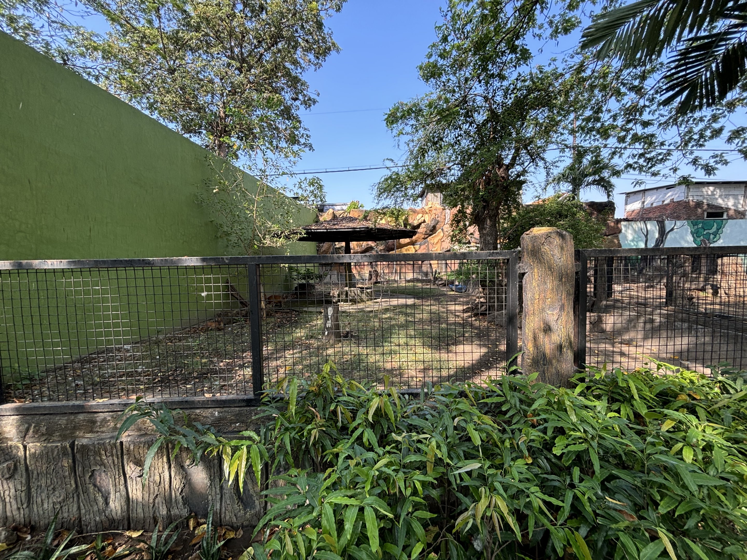 Barking Deer Exhibit