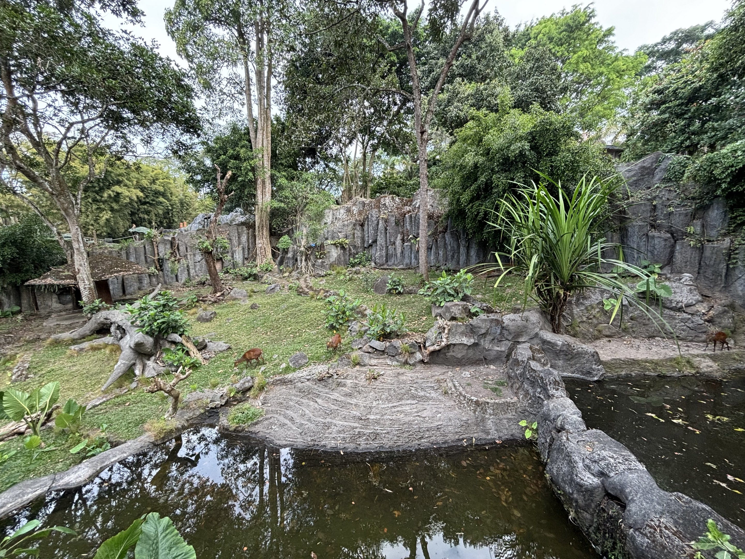Barking Deer Exhibit