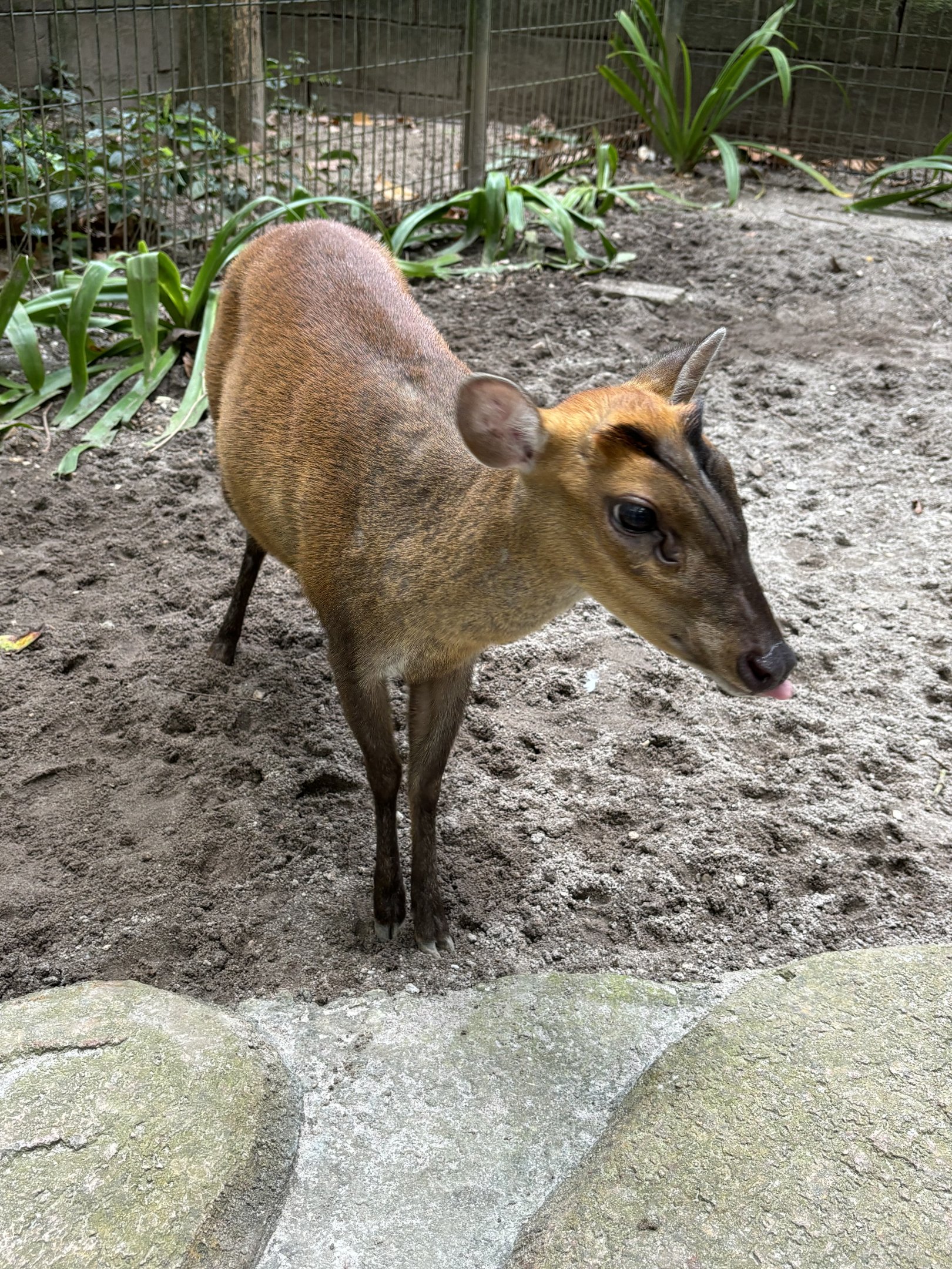 Barking Deer - Lost World of Tambun