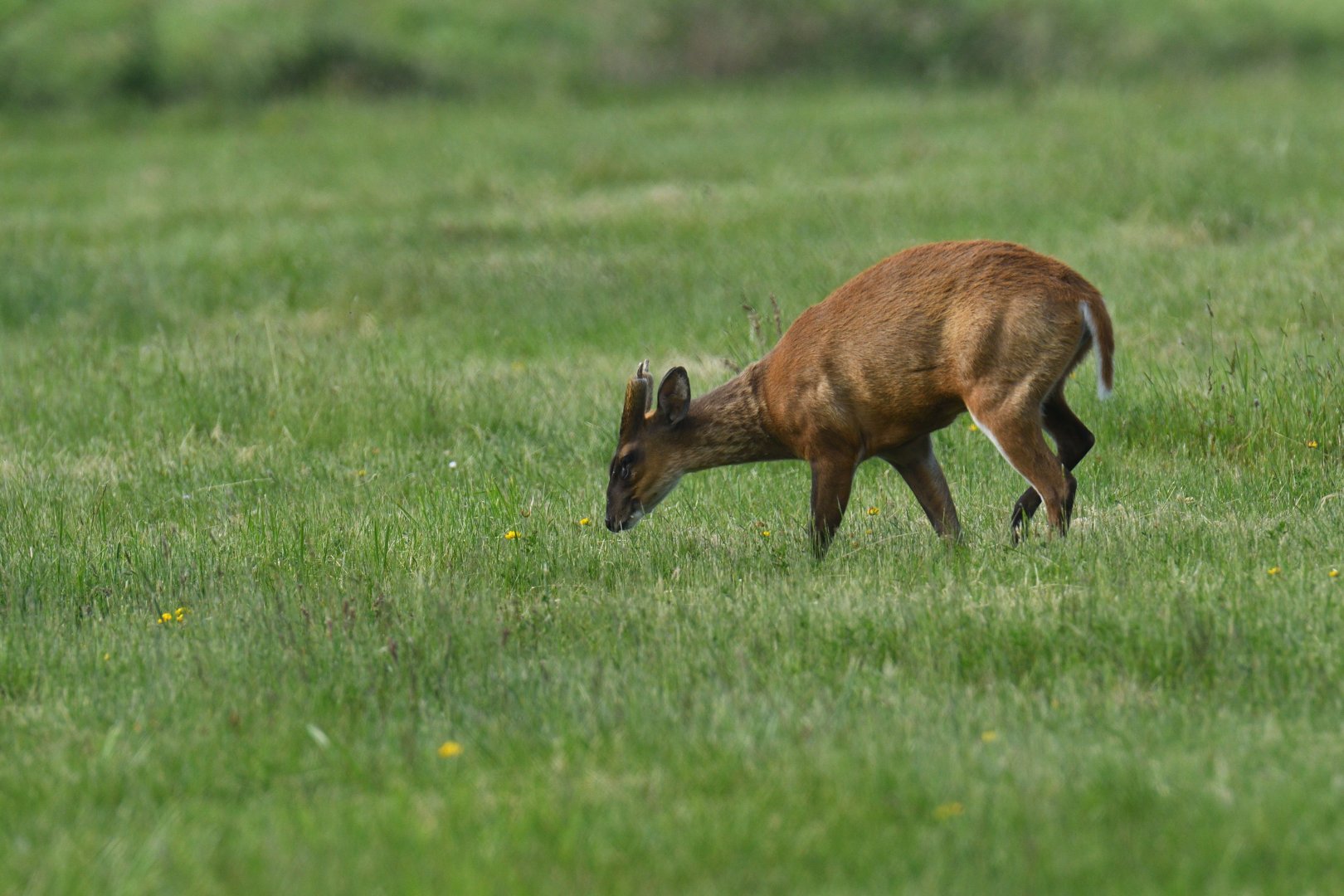 Barking deer (Muntiacus muntjak)