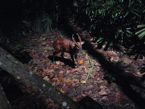 Barking Deer/Muntjac, Night Safari