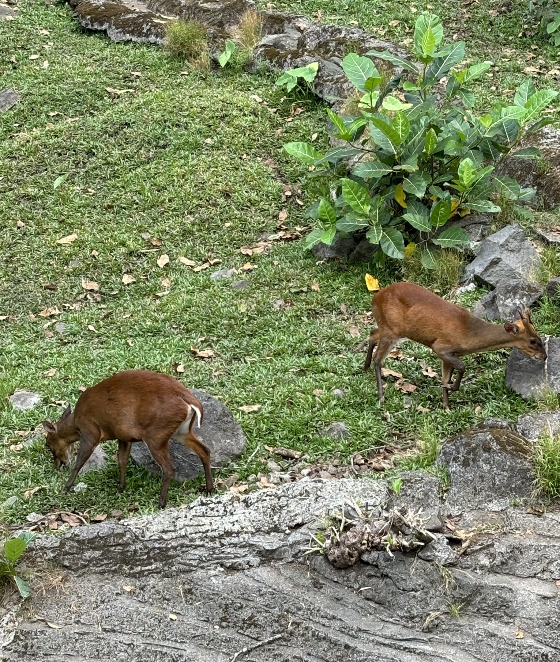 Barking Deer