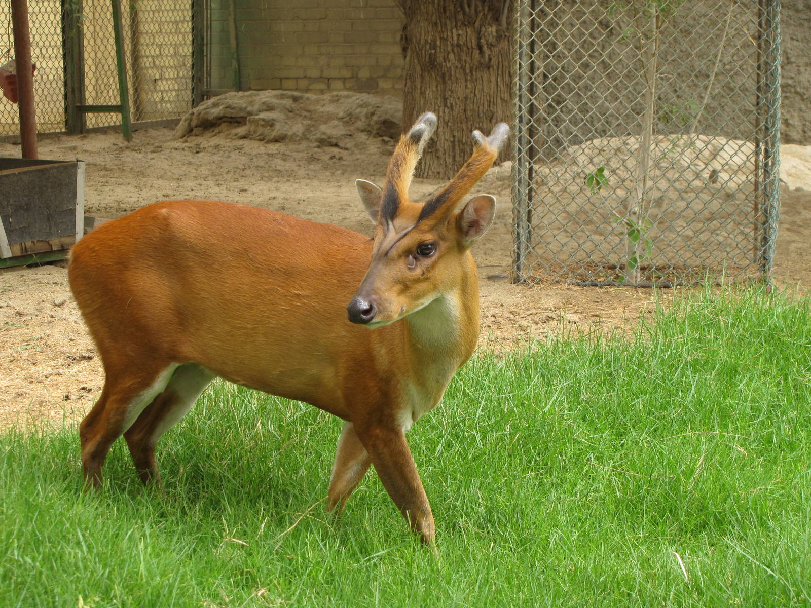 barking deer