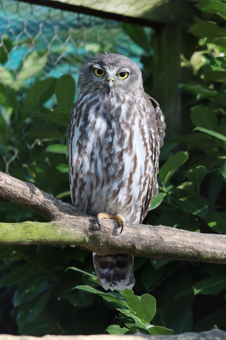 Barking Owl - 12 September 2020