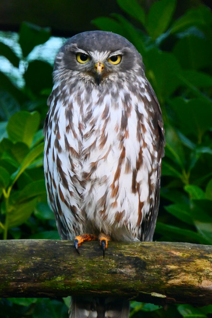 Barking Owl - 24-1-19 - Hamerton