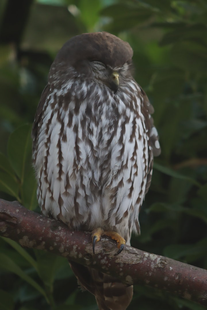 Barking owl - 8 November 2022