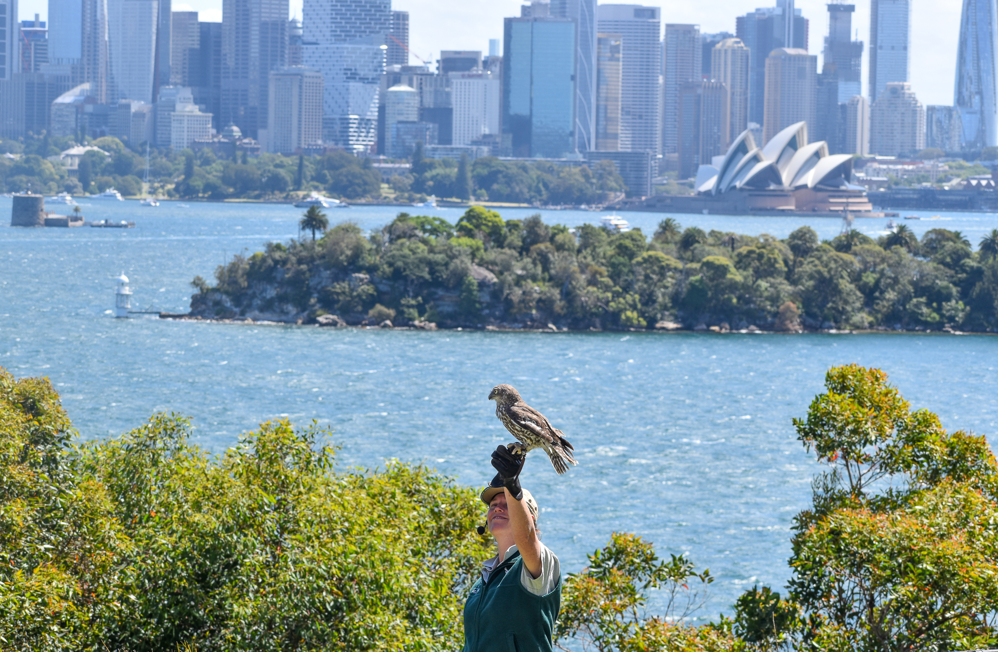 Barking Owl and Sydney Opera House