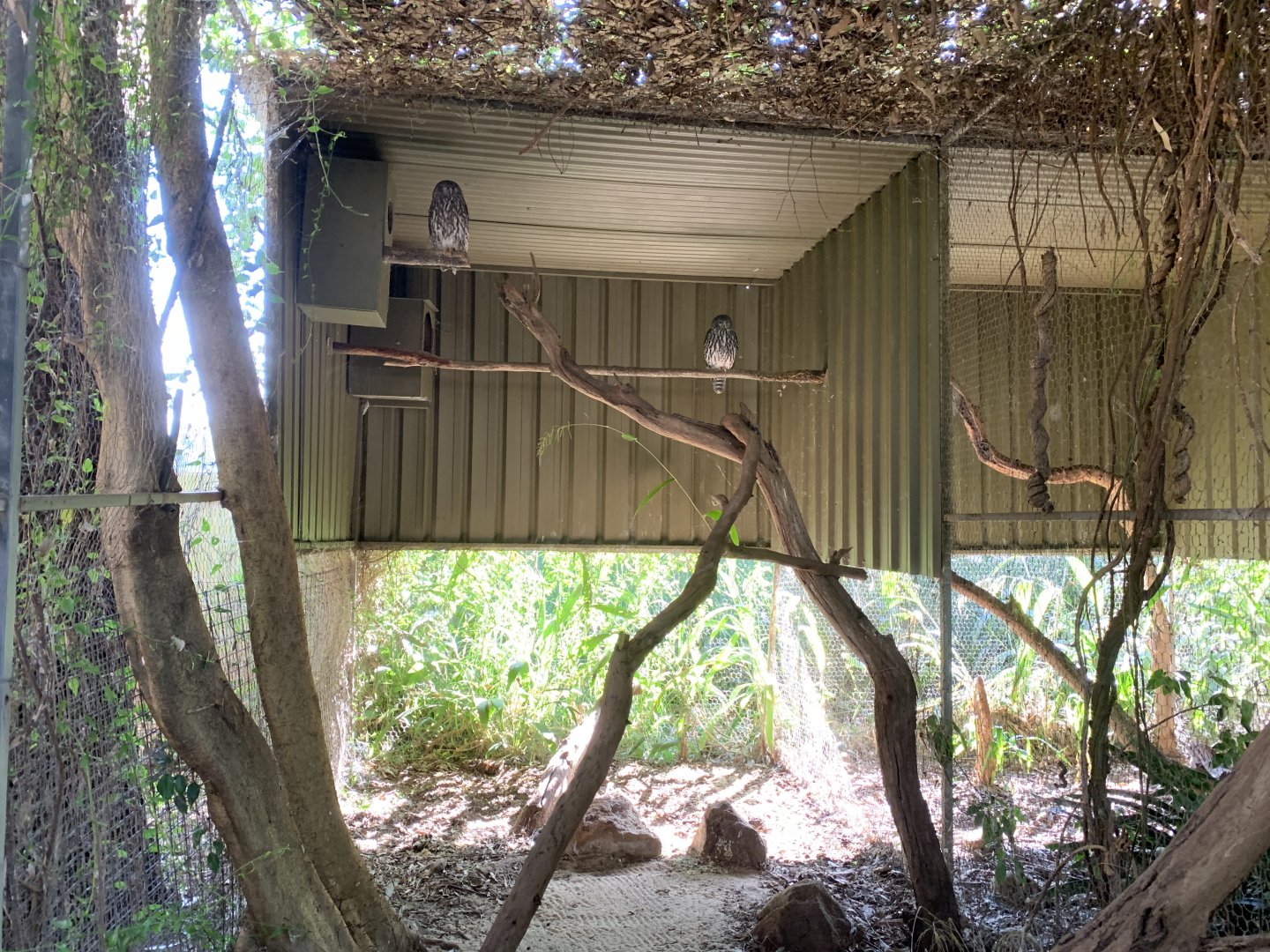 Barking Owl Aviary