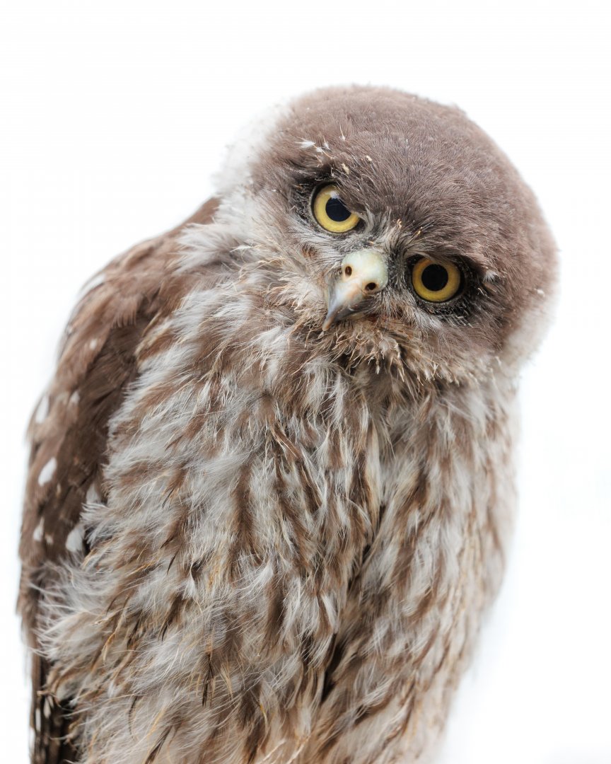 Barking Owl Chick / 26-5-22 / Hamerton