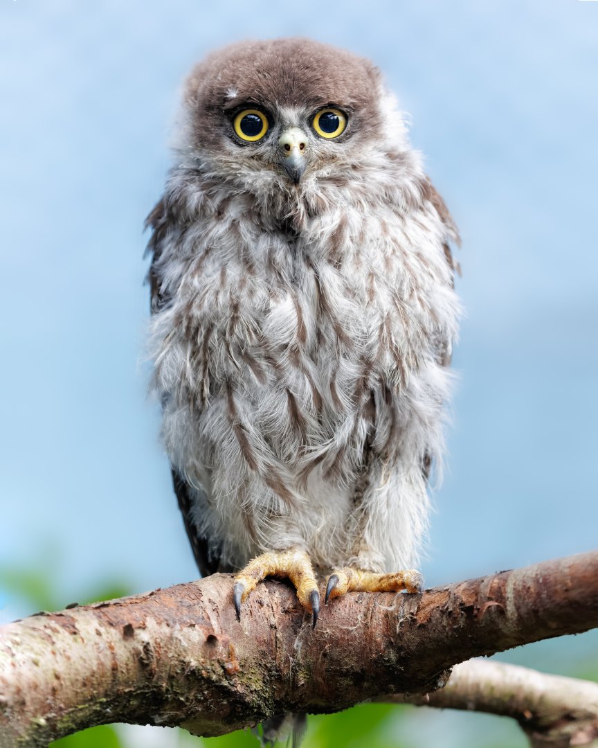 Barking Owl Chick / 7-6-22 / Hamerton