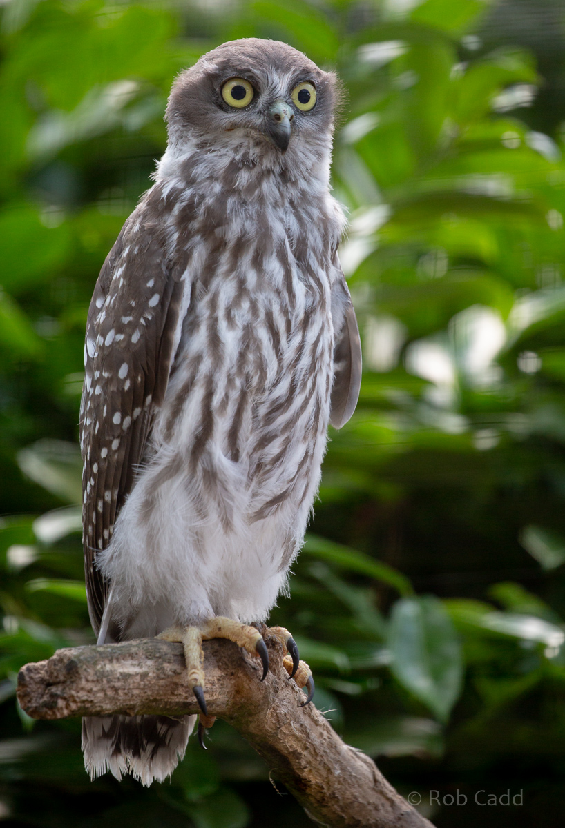Barking owl (chick) : Hamerton : 15 Jun 2020