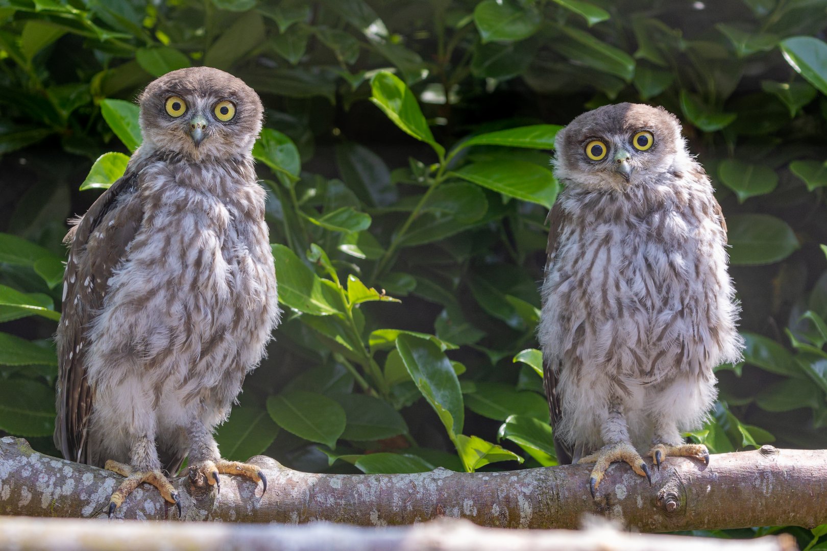 Barking Owl Chicks / 16-6-22 / Hamerton