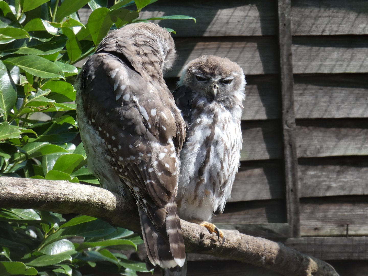 Barking Owl chicks