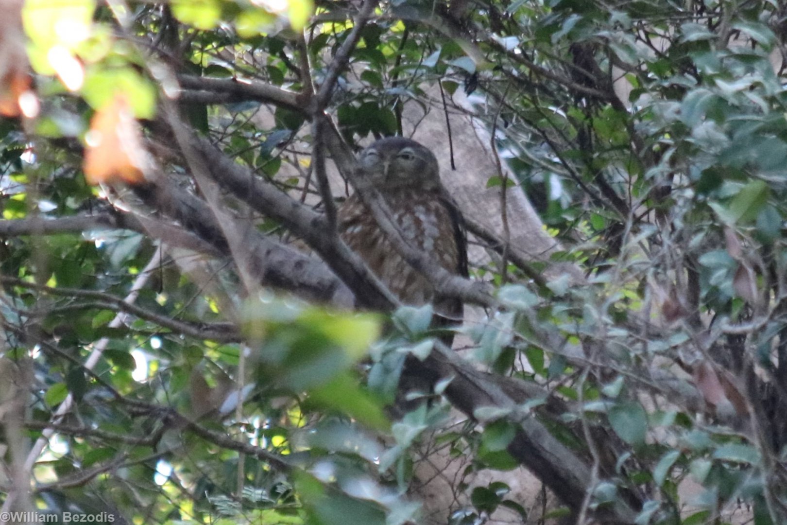 Barking Owl - Darwin Esplanade