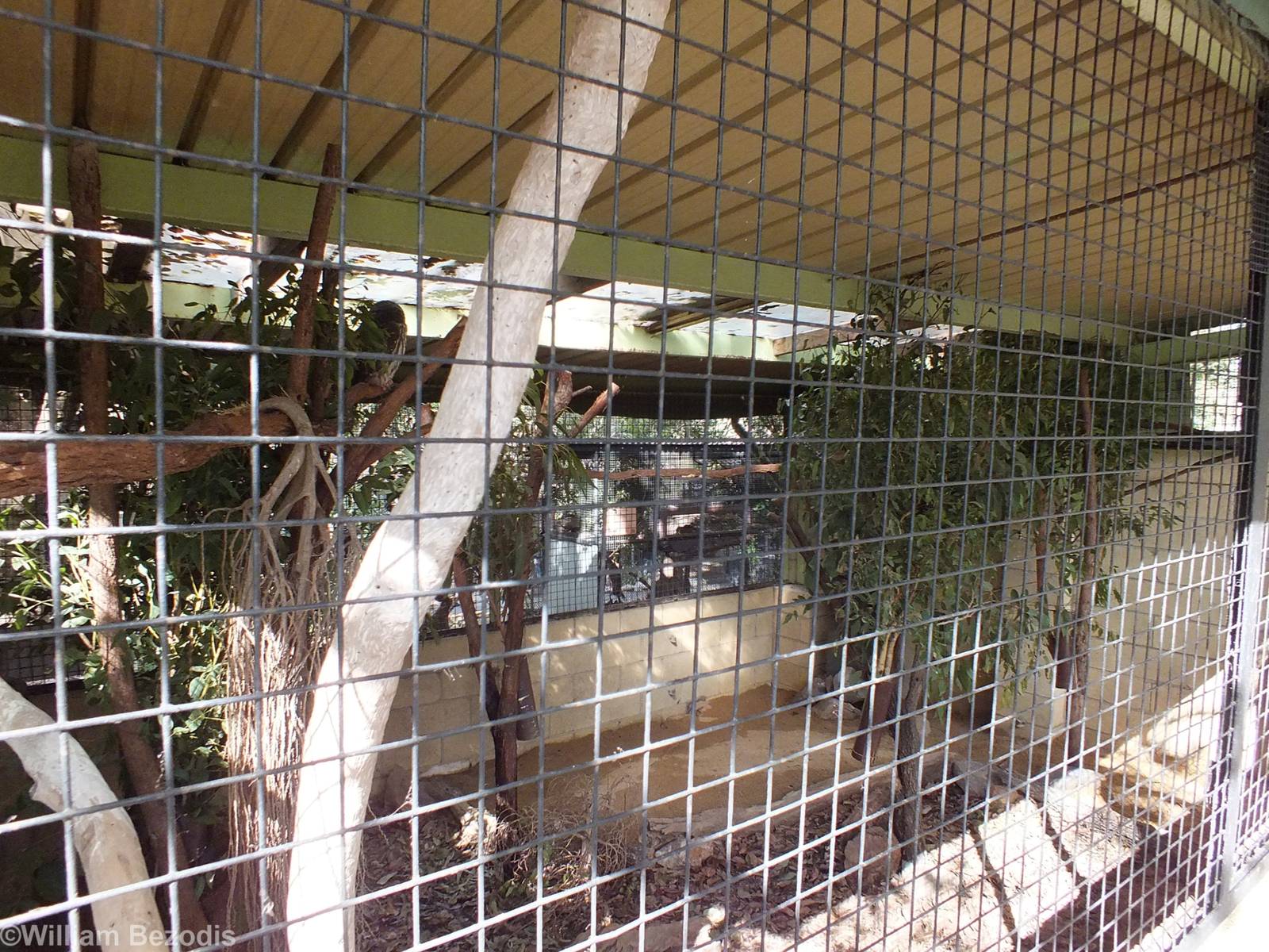 Barking Owl Enclosure