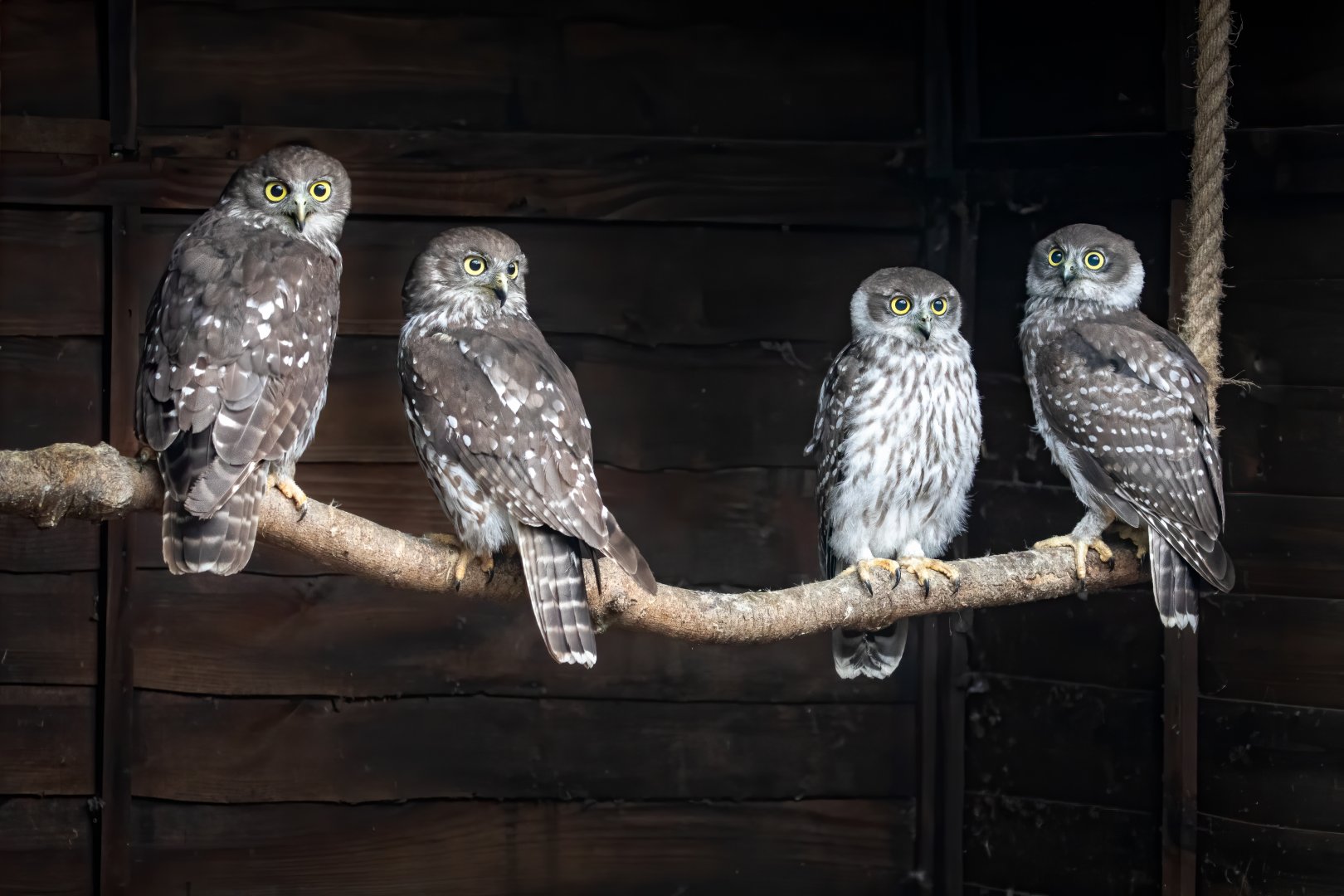 Barking Owl family / Hamerton / 29-6-20