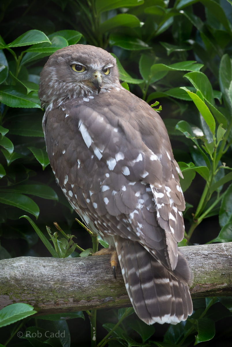 Barking owl : Hamerton : 15 Jun 2020
