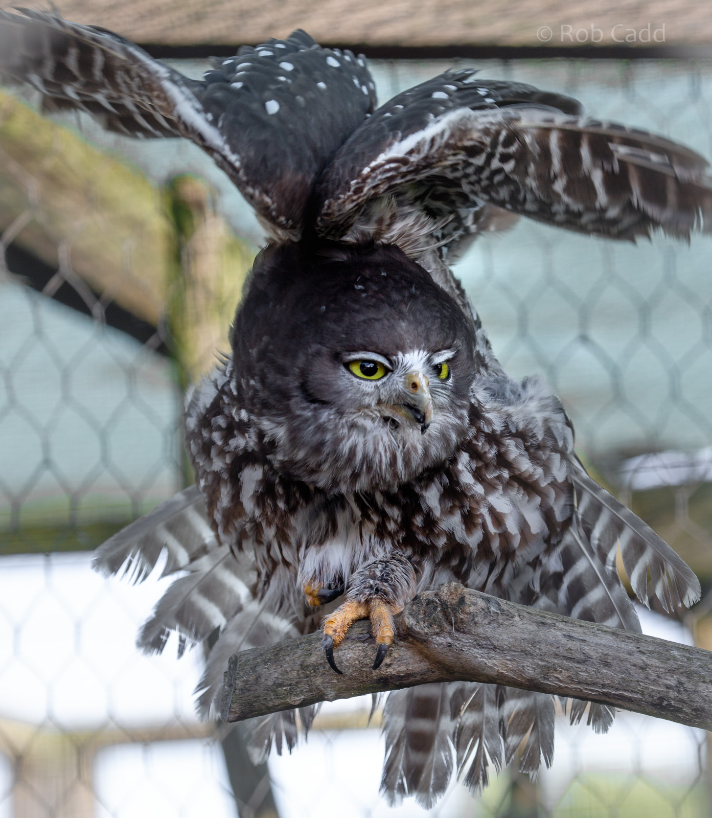 Barking owl : Hamerton : 21 Oct 2018