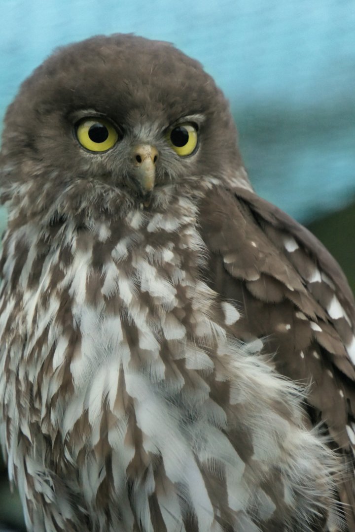 Barking owl - Hamerton - 24/11/18