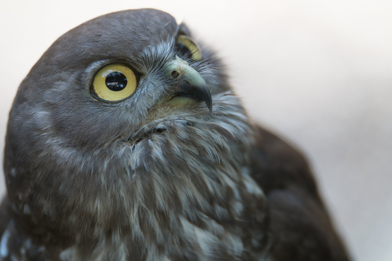 Barking Owl , Hamerton UK