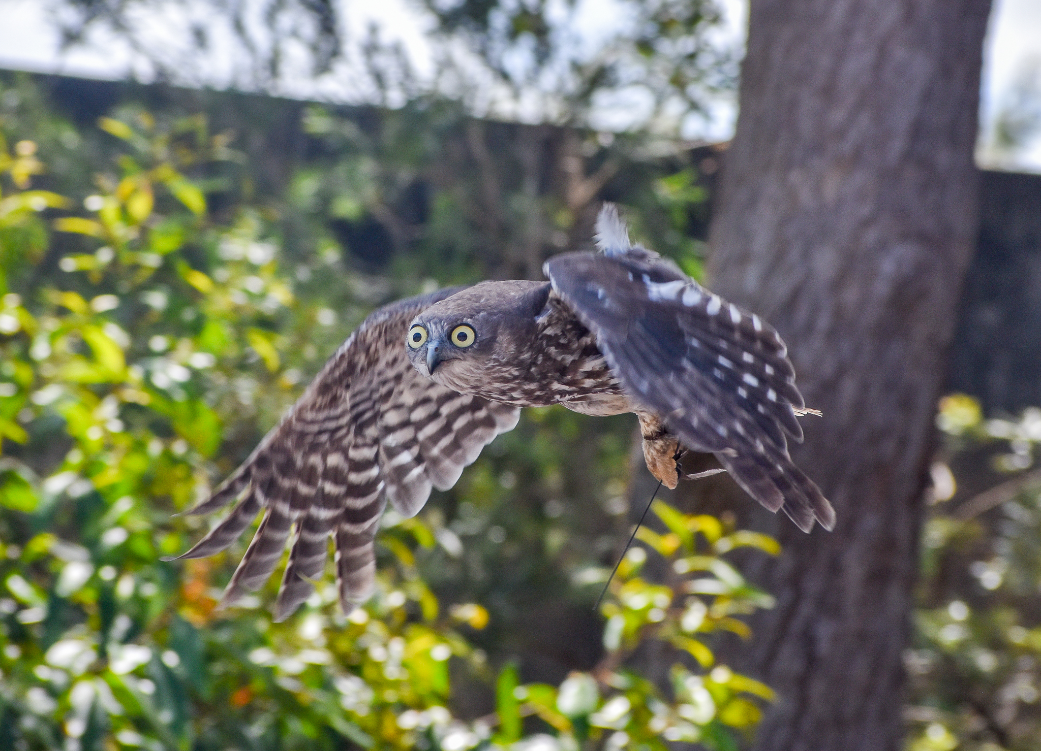Barking Owl in flight