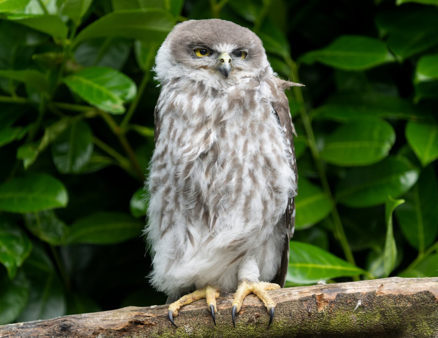 Barking owl juvenile, Hamerton, UK