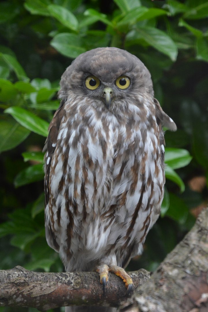 Barking owl (Ninox connivens connivens)
