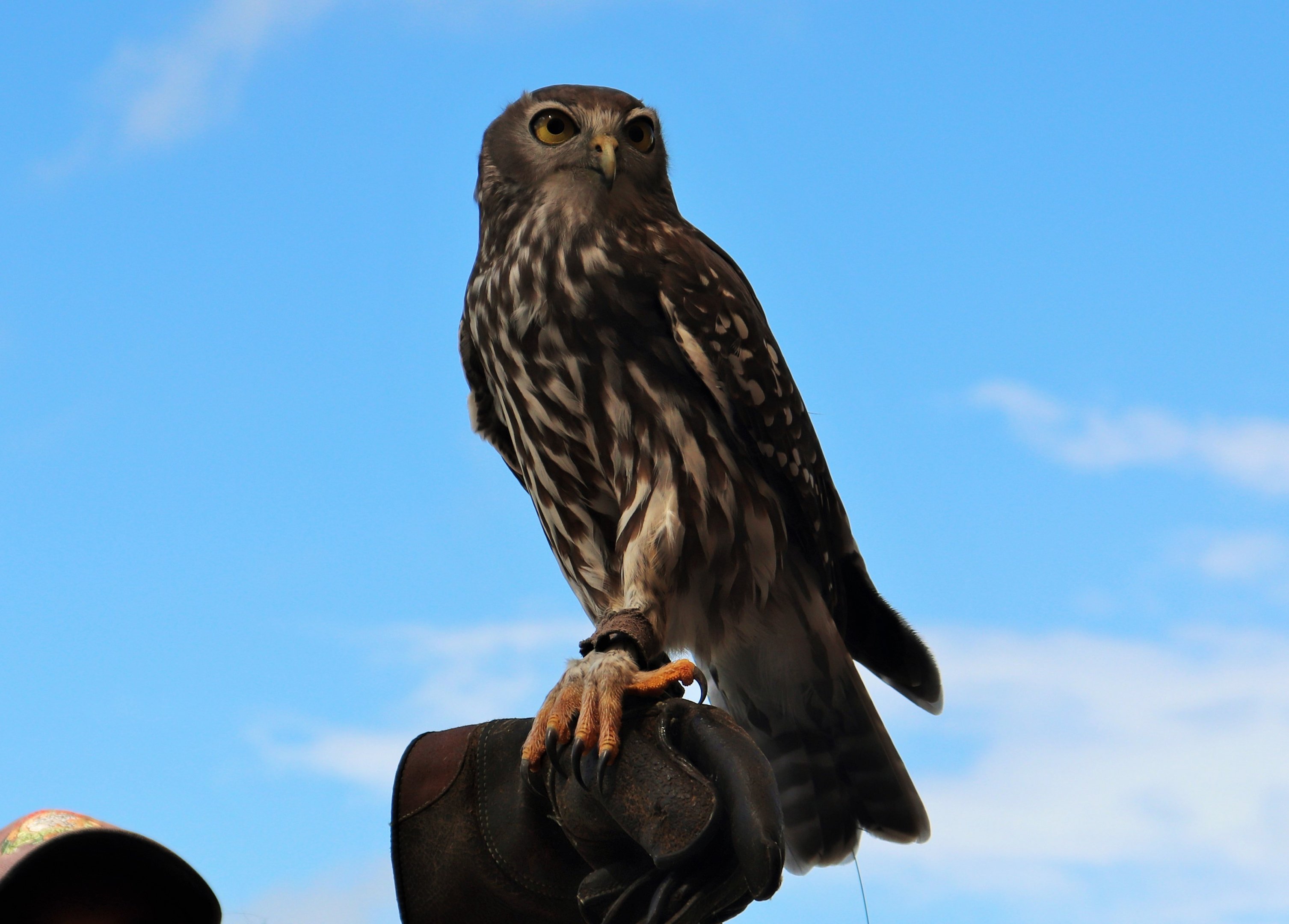 Barking Owl (Ninox connivens)