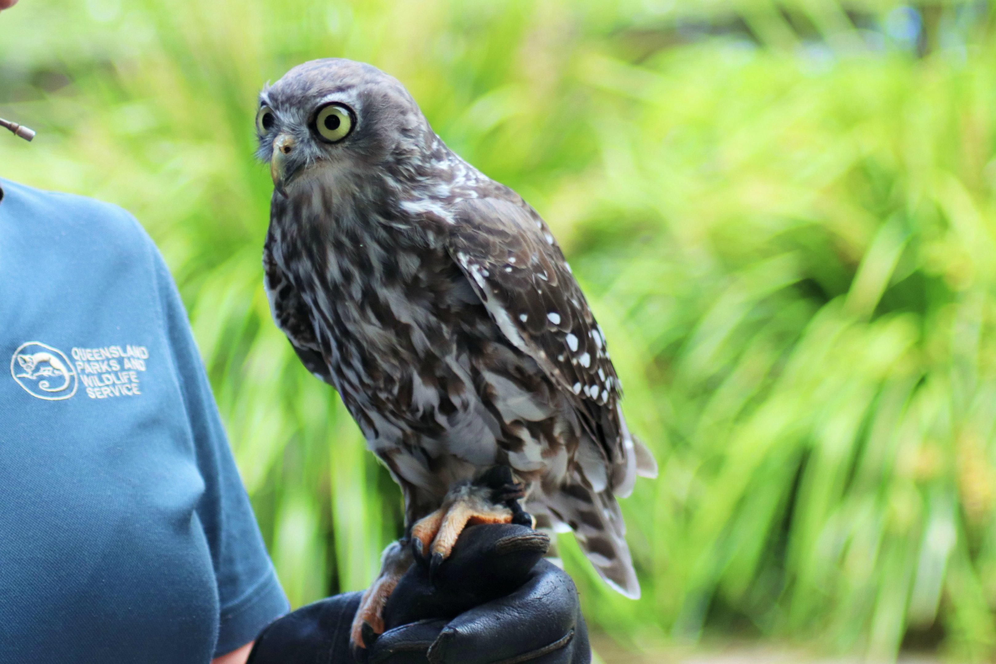 Barking Owl (Ninox connivens)